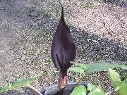 Arum purpeospathum